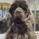 Cocker Spaniel Young Adult