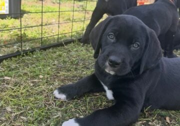 Weimaraner Mountain Dog Puppies