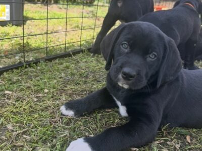 Weimaraner Mountain Dog Puppies