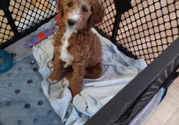 Goldendoodle for sale