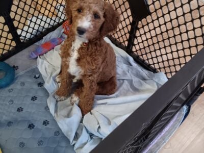 Goldendoodle for sale