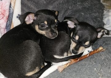 CHIHUAHUA PUPPIES!!!!!
