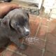 female puppy looking for good home