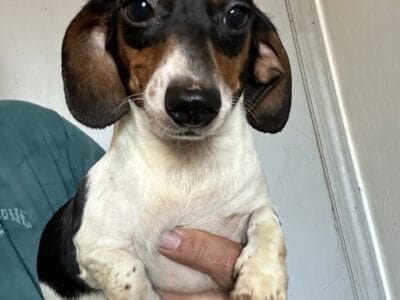Short hair adult female miniature dachshund