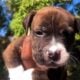 Pitbull puppies lover’s