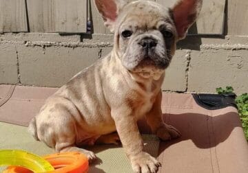 Family raised healthy French bulldog puppy