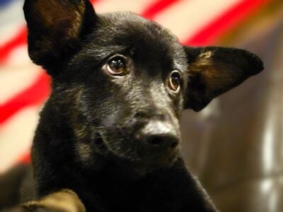 German Shepherd Puppy (White)