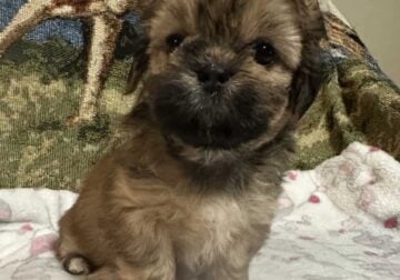 Lhasa Apso puppies (AKC)