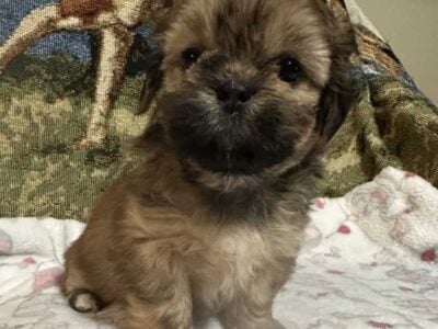 Lhasa Apso puppies (AKC)