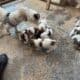 4 Shih Tzu males