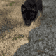 Female German Shepherd Puppy