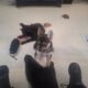 11 WEEK OLD SHEPPARD/HUSKY PUPPIES!!!!