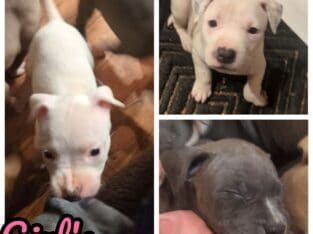Blue nose puppies