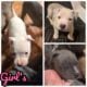 Blue nose puppies