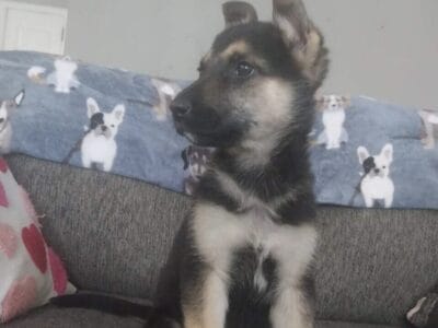 10 week female german shepherd