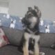 10 week female german shepherd
