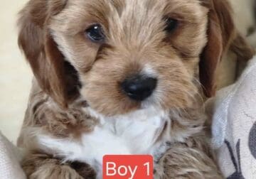 Mini Golden Cavapoo