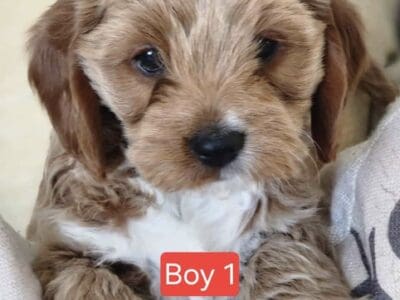 Mini Golden Cavapoo