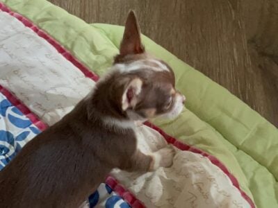 Chihuahuas