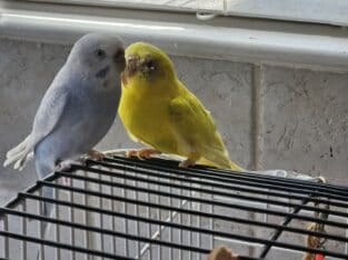 Fun loving parakeets