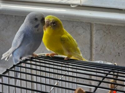 Fun loving parakeets