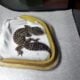 Leopard gecko available for rehoming, including ta