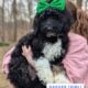 Bernedoodle Puppies (F1b)