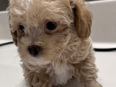 Toy poodles