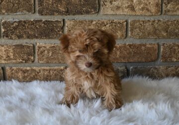 F1BB Morkipoo For Sale Holmesville OH Male-Leo