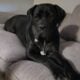 Cane Corso Southern MN