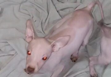 American Hairless Terrier Boy05