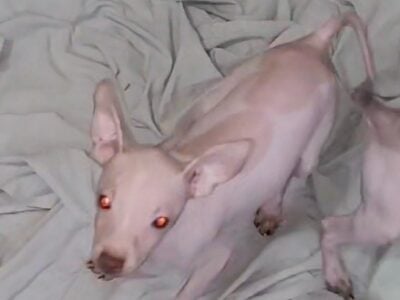 American Hairless Terrier Boy05