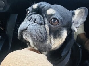 French Bulldog