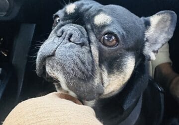 French Bulldog