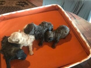 Teacup poodle puppies