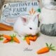 Holland lop x mini plush lop bunnies