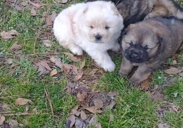 Chow Chow pups