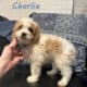 Micro Mini Goldendoodle
