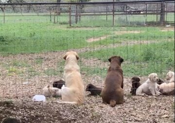 AKC Labrador Puppies