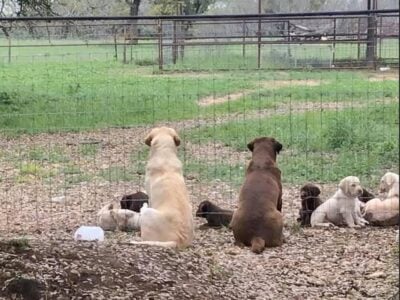 AKC Labrador Puppies