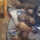 Pitbull English Mastiff Puppies Ready