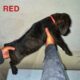 Cane Corso Puppies