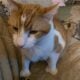 Sonny & Pepina- 2 cats needs a loving home.