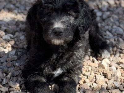 F1b English Goldendoodle Blk Female