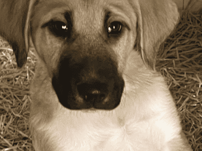 3 month old Anatolian puppies