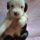 Old English Sheepdog Puppies