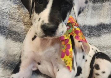 AKC Great Danes