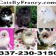 Registered Kittens: Ragdoll & Ragamuffin