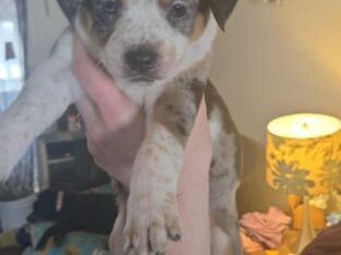 Aussie/heeler puppies