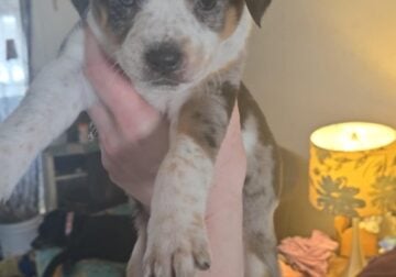 Aussie/heeler puppies